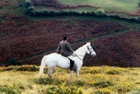 Picture of fox hunting on exmoor, horse and rider on hillside