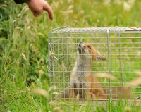 Picture of Fox in cage