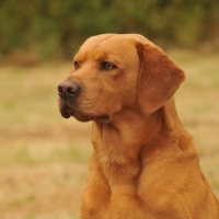 Picture of fox red working bred labrador retriever