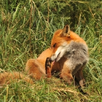 Picture of Fox scratching