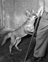 Picture of Fox standing up with man