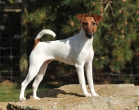 Picture of Fox Terrier on a rock