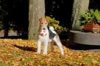 Picture of Fox Terrier with ball