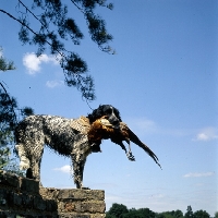 Picture of foxbrae, large munsterlander standing on a wall retrieving  pheasant