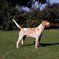 Picture of foxhound from vale of aylesbury pack