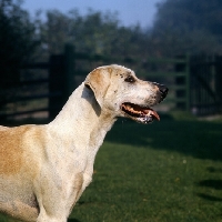 Picture of foxhound from vale of aylesbury pack, head study