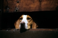 Picture of foxhound looking out of hound trailer at the hound show, peterborough, 