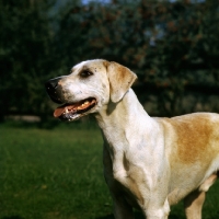 Picture of foxhound of vale of aylesbury hunt