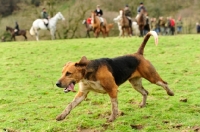Picture of foxhound on a hunt with horses