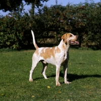 Picture of foxhound, vale of aylesbury hunt, standing on grass