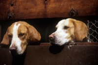 Picture of foxhounds in hound trailer at the hound show, peterborough, 