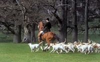 Picture of foxhounds of duke of beaufort's hunt with the huntsman
