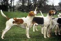 Picture of foxhounds of duke of beaufort's hunt 