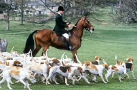 Picture of foxhounds of duke of beaufort's hunt with the huntsman