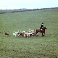 Picture of foxhounds of the heythrop hunt,  with huntsman 