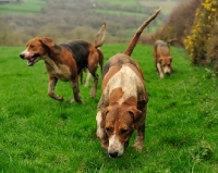 Picture of foxhounds on a scent