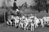 Picture of Foxhounds with Hunter horse