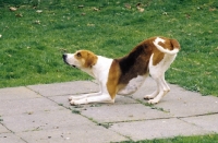 Picture of Foxhound