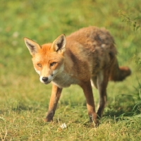 Picture of Fox