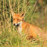 Picture of Fox