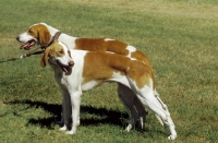 Picture of Francais blanc et orange (aka French White and Orange Hound)