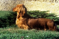 Picture of frankwen super smart, long hair dachshund