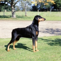 Picture of fred curnow's ch iceberg of tavey, famous dobermann  standing on grass