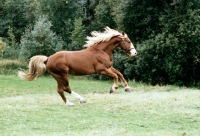 Picture of fredericksborg stallion cantering in denmark 