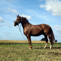 Picture of Frederiksborg showing old fashioned Danish head collar,  tethered in field