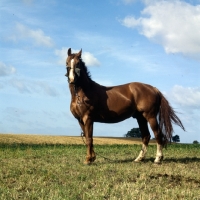 Picture of Frederiksborg tethered wearing old fashioned head collar