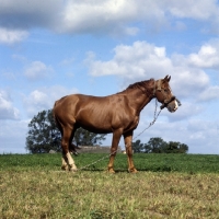 Picture of Frederiksborg tethered wearing old fashioned head collar