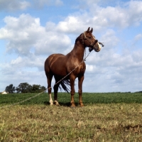 Picture of Frederiksborg wearing old fashioned head collar tethered in field in Denmark