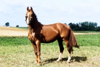 Picture of Frederiksborg wearing old fashioned head collar tethered in field in Denmark