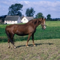 Picture of Frederiksborg wearing old fashioned head collar tethered in field