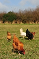 Picture of free range chickens