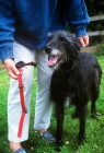 Picture of freedom fencing collar and lurcher