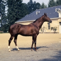 Picture of French Anglo Arab horse full body 