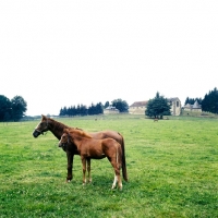 Picture of French Anglo Arab, mare with foal, french anglo-arab