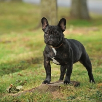 Picture of french bulldog 7 months old posing on a tree stump