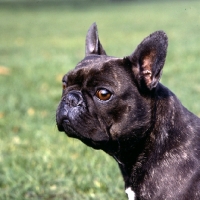 Picture of french bulldog 
 portrait