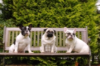 Picture of french bulldog and pug 