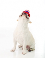 Picture of French Bulldog balancing hat