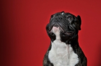 Picture of French Bulldog begging with red background