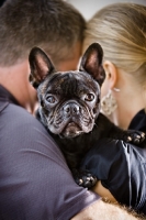 Picture of French Bulldog being cuddled by two people