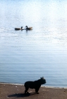 Picture of french bulldog beside lake with ducks in london