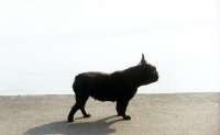 Picture of french bulldog beside water in a  london park