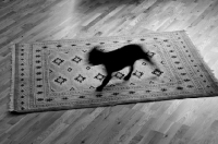 Picture of French Bulldog blurry silhouette running on patterned rug