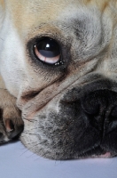 Picture of French Bulldog close up of eye, laying down and looking up