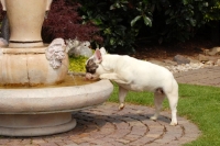 Picture of french bulldog drinking from garden well