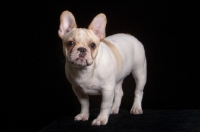 Picture of French Bulldog, full body on black background